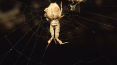 a feather-legged lace weaver spider in its web on a black background