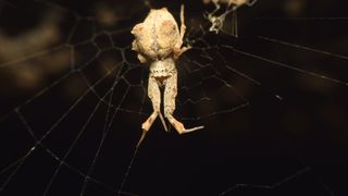 a feather-legged lace weaver spider in its web on a black background