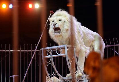 Mexican government passes bill to ban circus animals