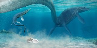 A mosasaur, an ancient reptile that lived during the Mesozoic, might have laid the newly described fossil egg found in Antarctica. 