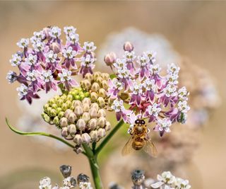 Bee sits atop light purple milkweed flowers