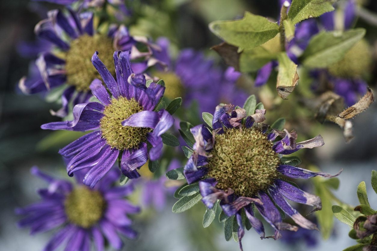 Wilting Leaves On Aster Plants