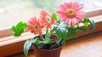 Gerbera daisy houseplant on windowsill with pink flowers 