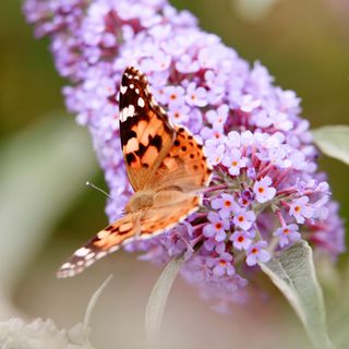 orange butterfly on purple flowers