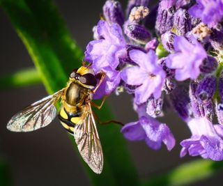 bee on flowering lavender plant in backyard