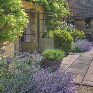 Lavender growing outside house in borders and pot