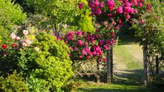 Garden with wood trellis and roses growing over an arch