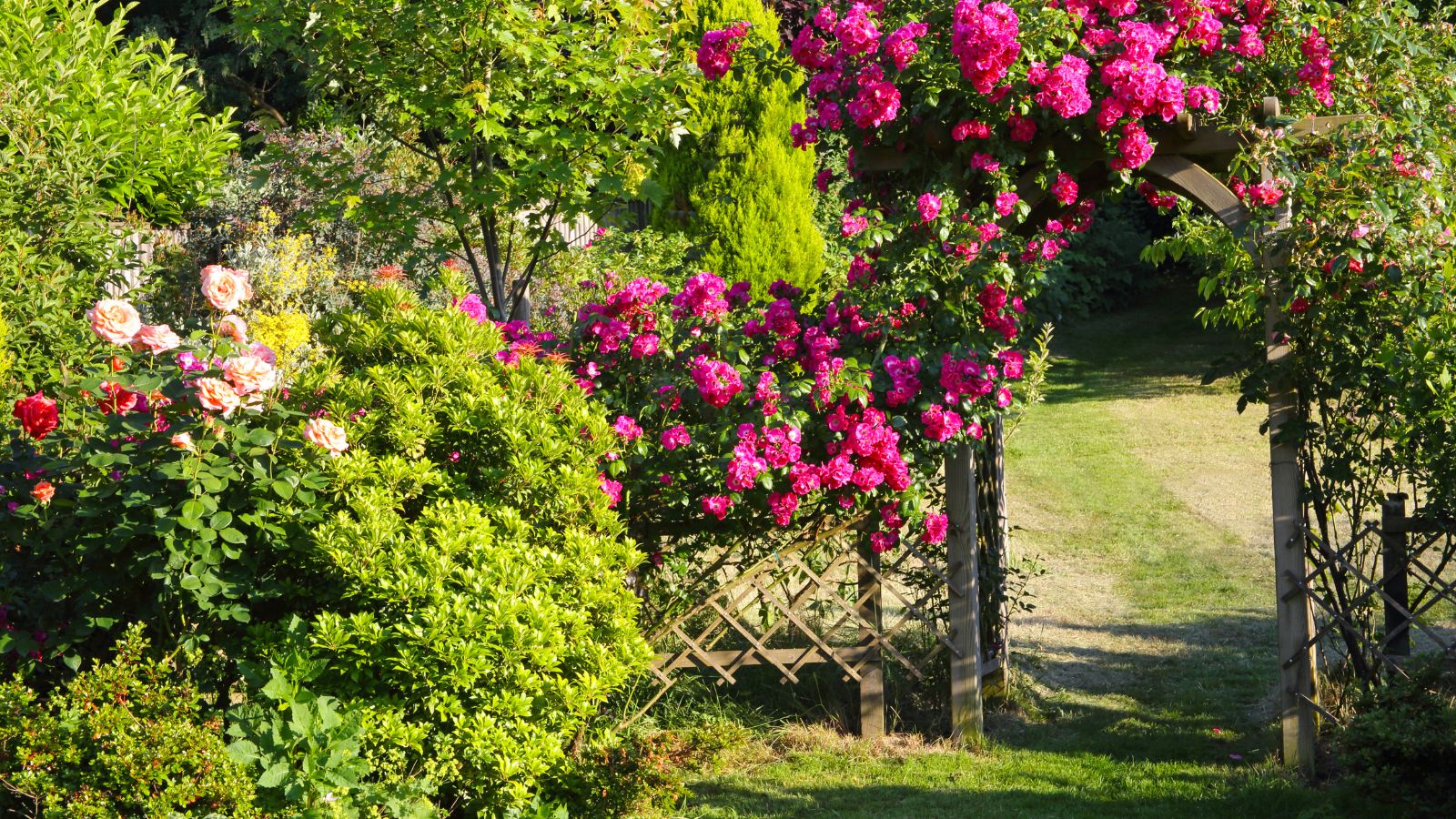 Garden with wood trellis and roses growing over an arch