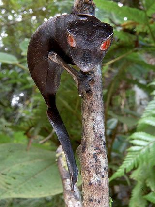 leaf-tailed gecko (one-time use)