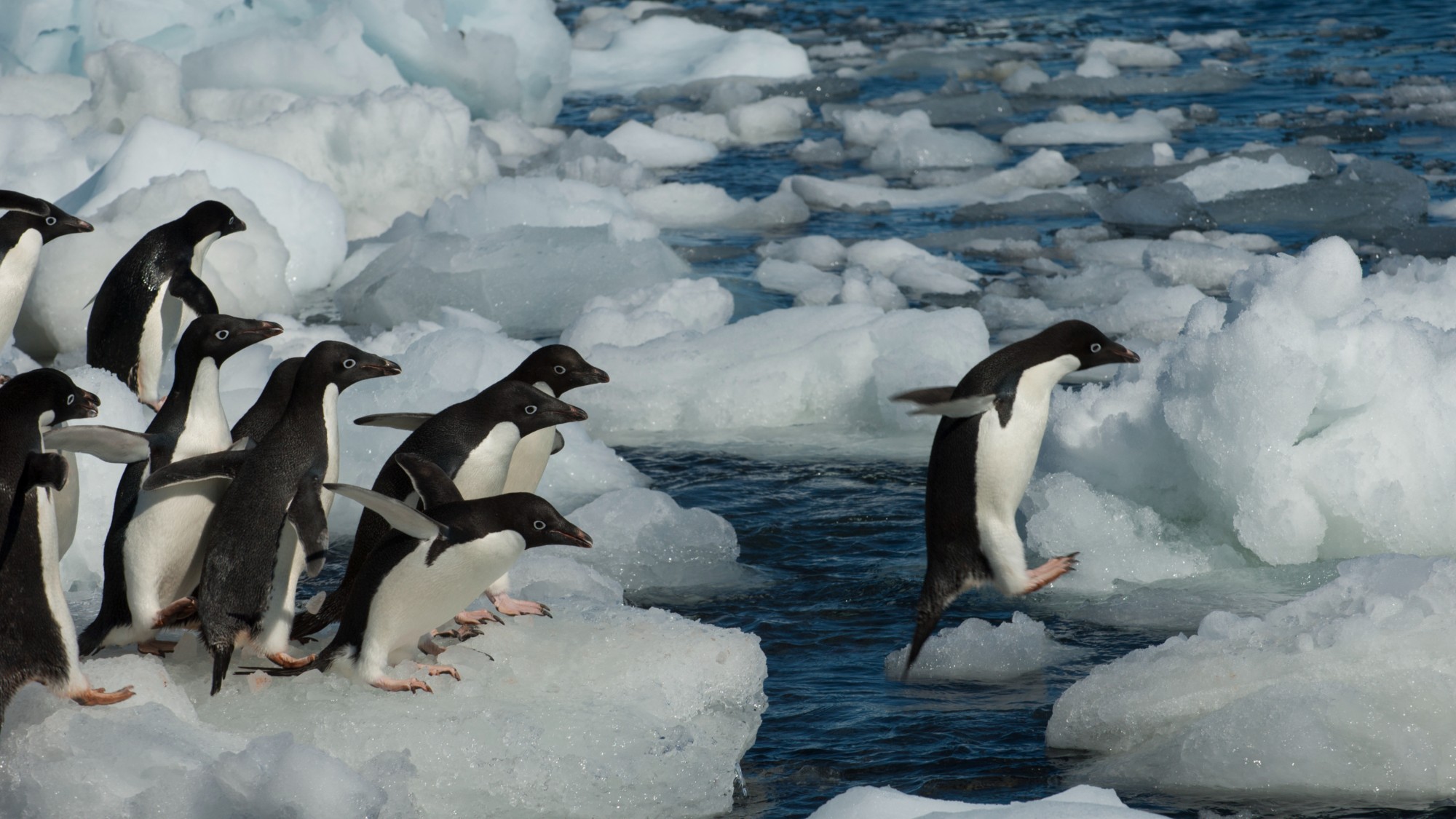 Pink penguin poop on the Danger Islands | Space photo of the day for July 30, 2026 2 MyCelestialApp a group of penguins jump from one ice floe to another in the sea