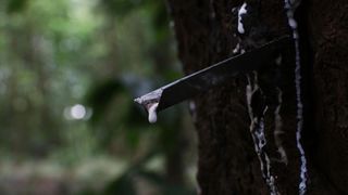 A tree trunk being tapped for rubber/latex, with a metal tube stuck into it and white liquid dripping down