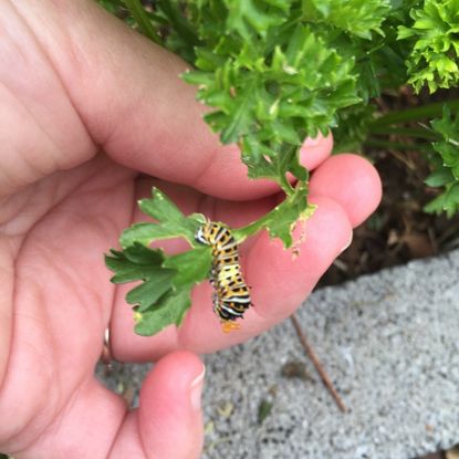 Caterpillar On A Celery Plant