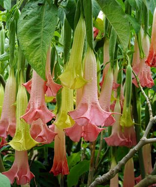 Angel's trumpet (Brugmansia) flowering on a tree