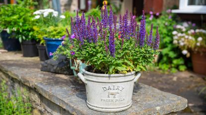 Sage in a pot