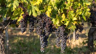 Carménère wine grapes