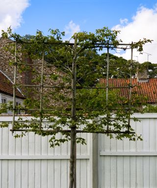 Pleached young tree on wooden frame