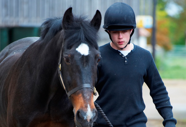 Equine-2