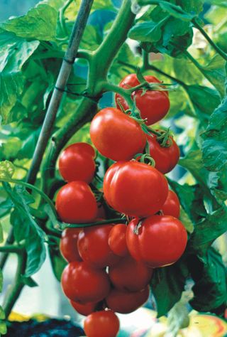 Grow your own tomatoes