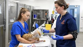 A nurse and a vet in scrubs treat a patients in a treatment room at 24/7 Pet Hospital