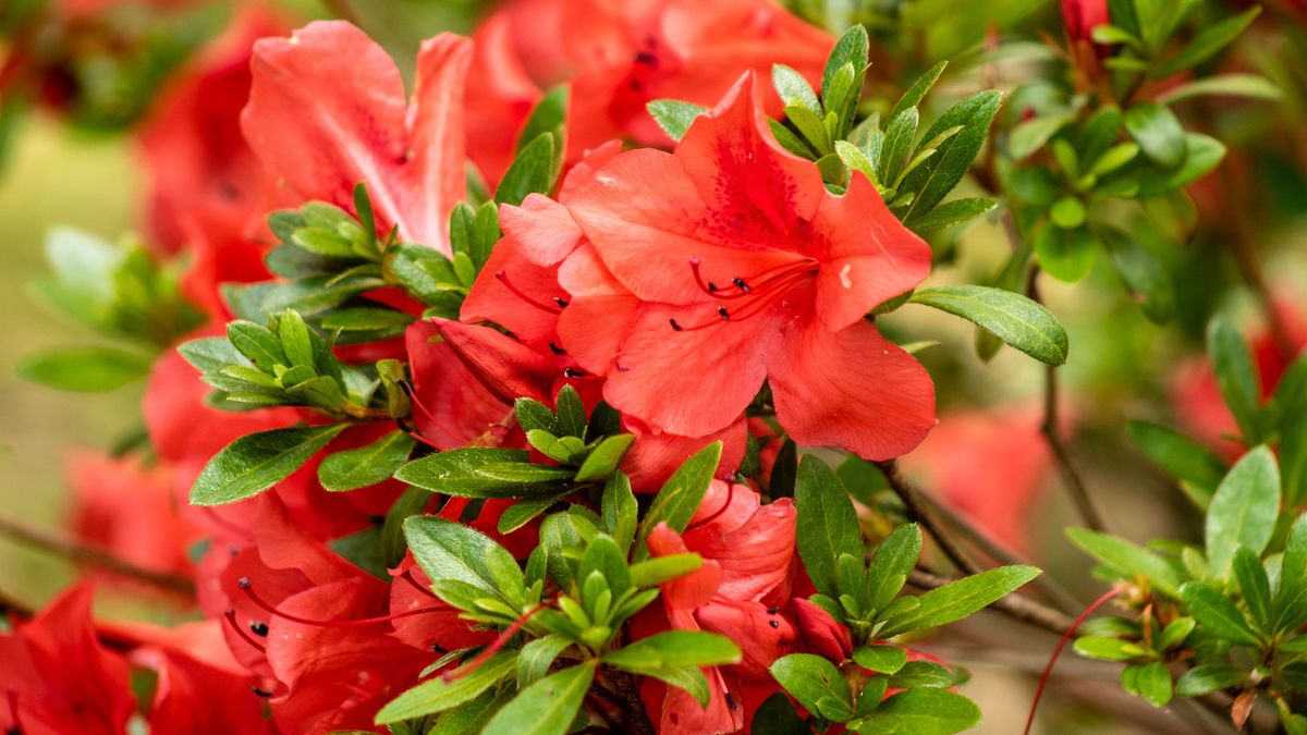 How to prune azaleas and when to leave them alone Country