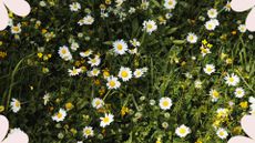 picture of Top vie of white wild chamomiles flowers on green meadow