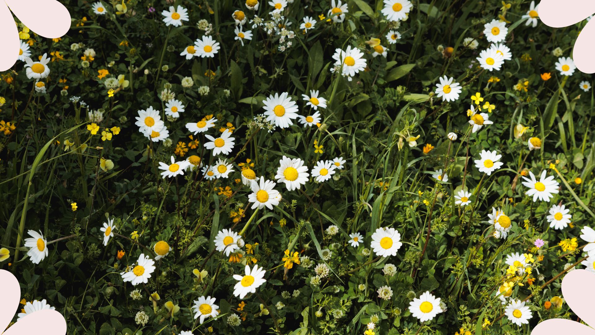  picture of Top vie of white wild chamomiles flowers on green meadow