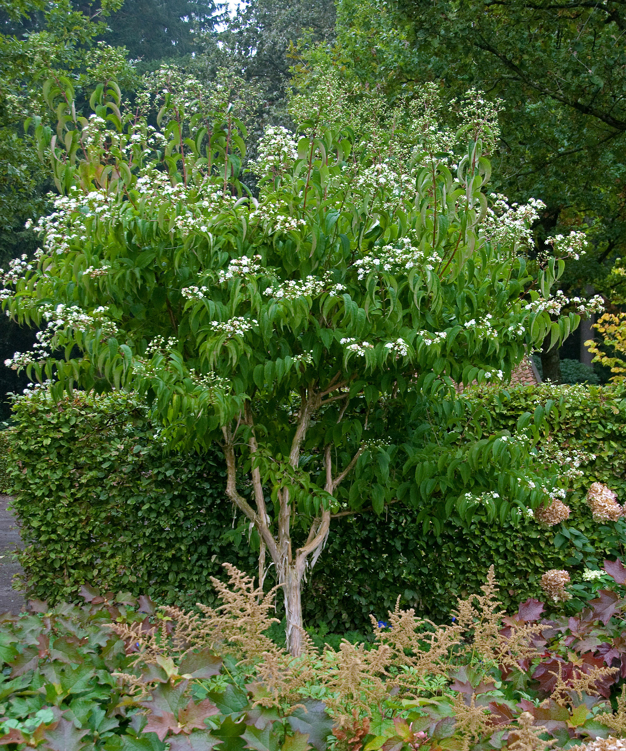 Heptacodium miconioides in bloom