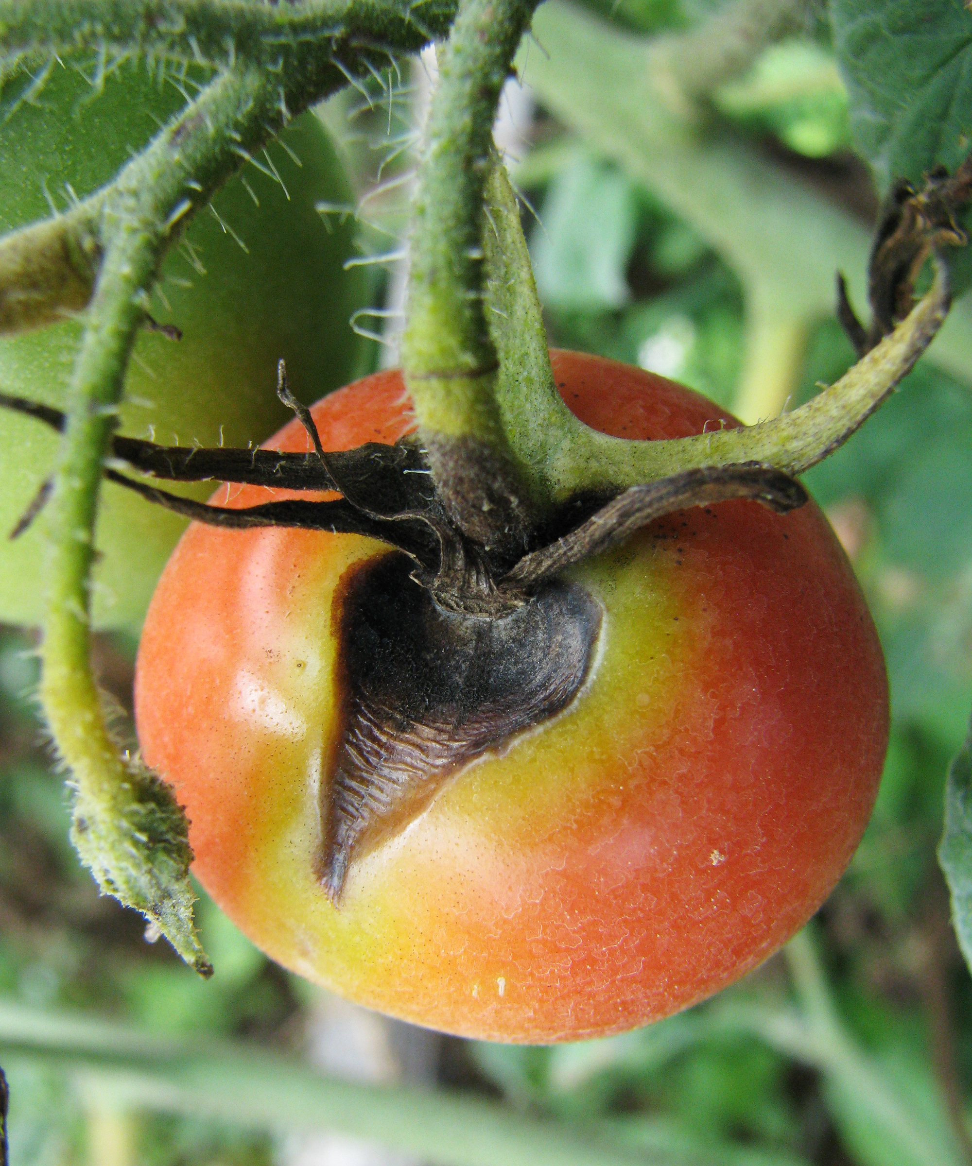 Tomato infected with early tomato blight