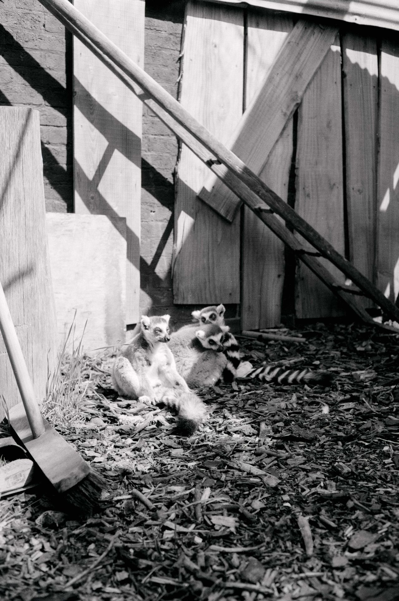 Ring-tailed lemurs shot on Kentmere Pan 400 35mm film