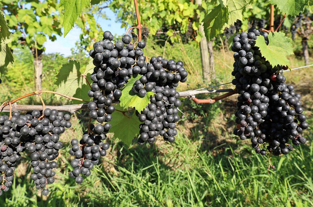 Beyond just whites: Colli Orientali is c