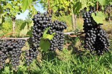 Refosco Dal Peduncolo Rosso grapes