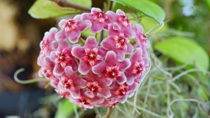 A close-up of a pink hoya carnosa flower