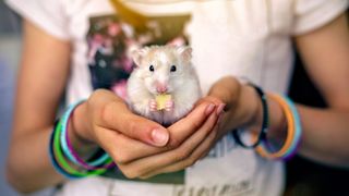 Close up of a girls hands holding a hamster who's chewing on a piece of cheese