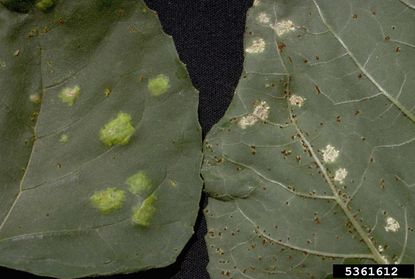 Leaves With White Rust Fungus Spots
