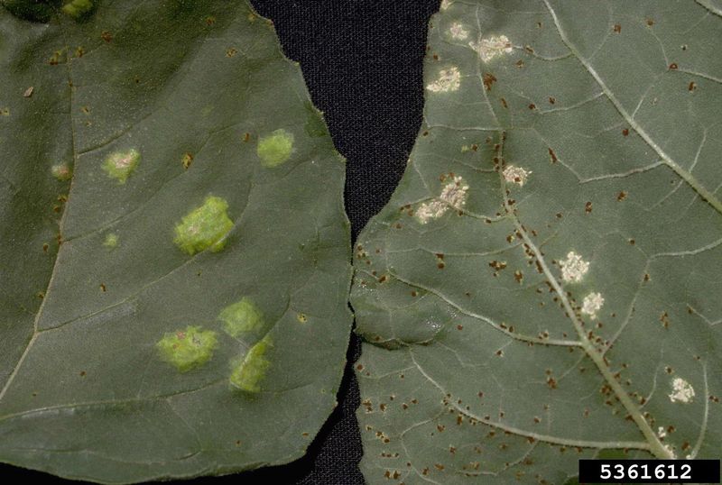 Tips & Information about Plant Diseases | Gardening Know How