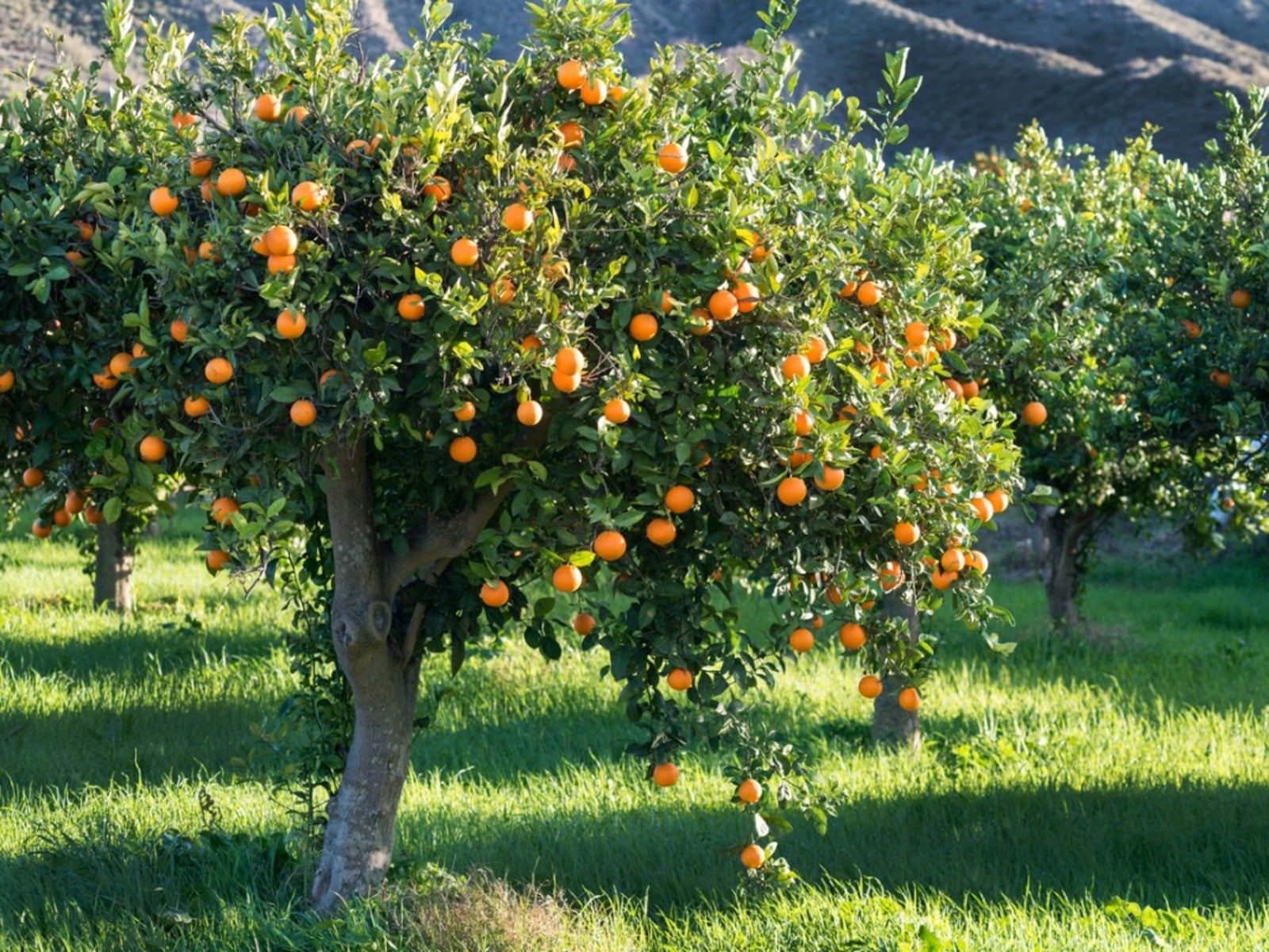 Growing Orange Trees Information On Taking Care Of An Orange Tree Growing Orange Trees Information On Taking Care Of An Orange Tree