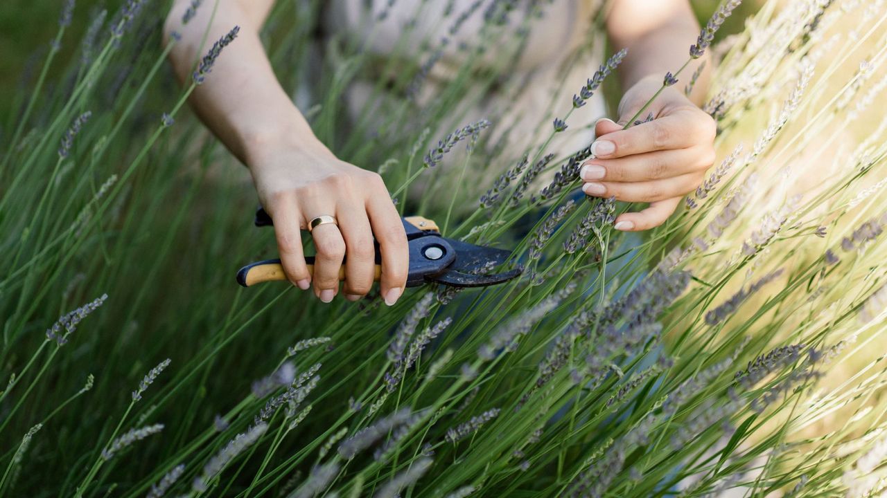 Best lavender perfumes