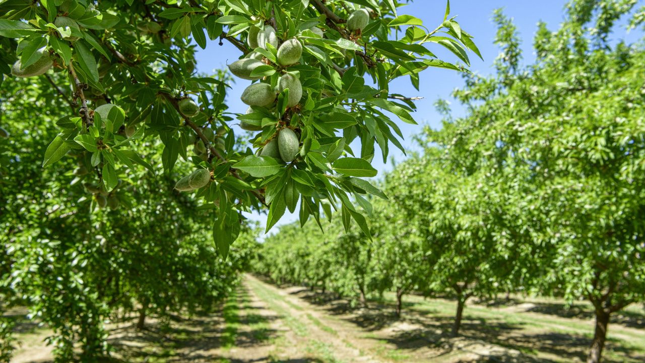 Almond fruits are ripening on the tree of a nut orchard on a sunny day