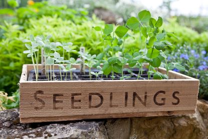 sweetpea seedlings in a tray