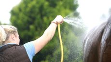 hosing-down.jpg