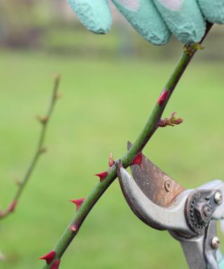 pruning roses in late winter