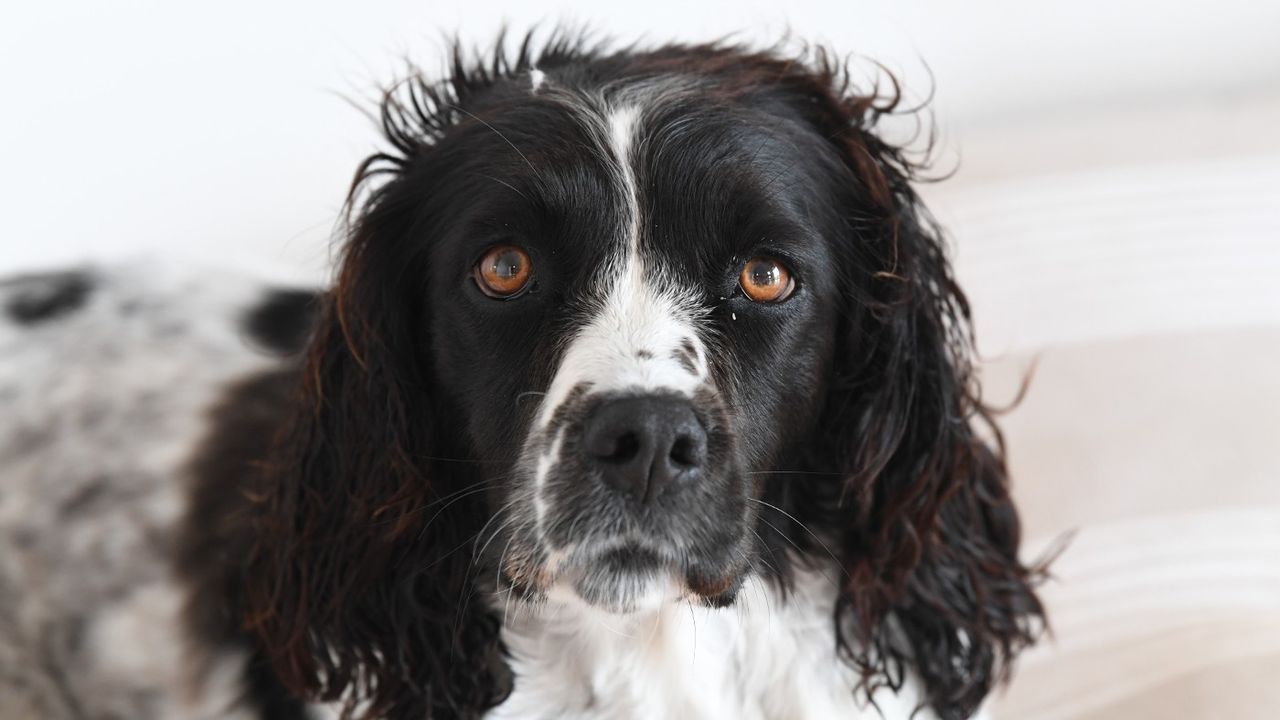 A Spaniel