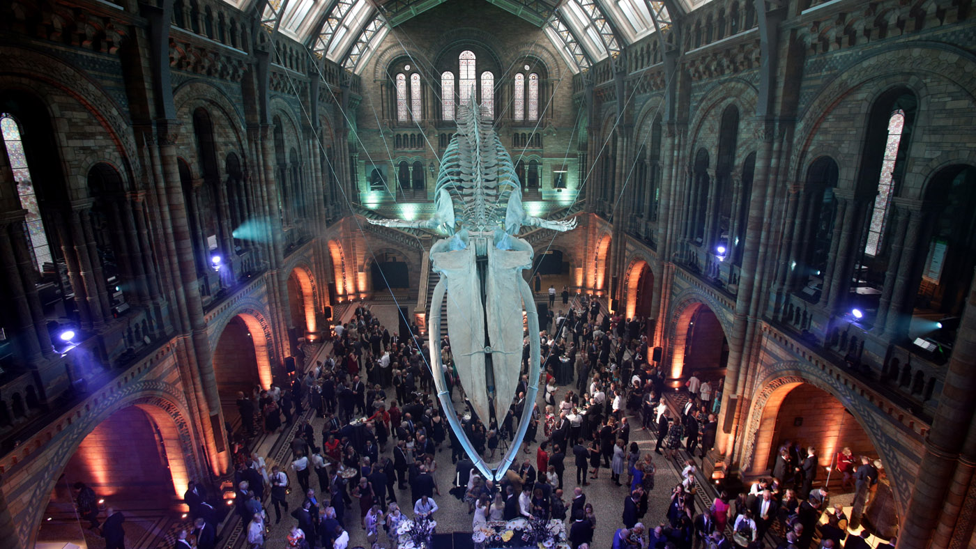 LONDON, UNITED KINGDOM - JULY 13: Guests mingle below a blue whale skeleton named Hope during the reopening of Hintze Hall at the Natural History Museum on July 13, 2017 in London, England..