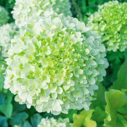 cyber lime hydrangea limelight flowering in border