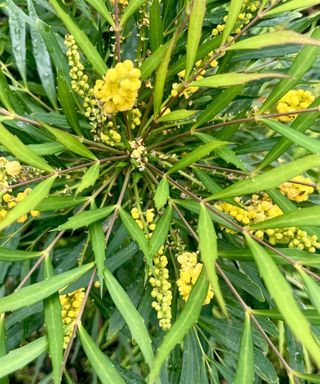 Mahonia 'Soft Caress' with yellow flowers in a garden border