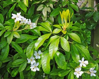 choisya ternata sundance leaves and blooms