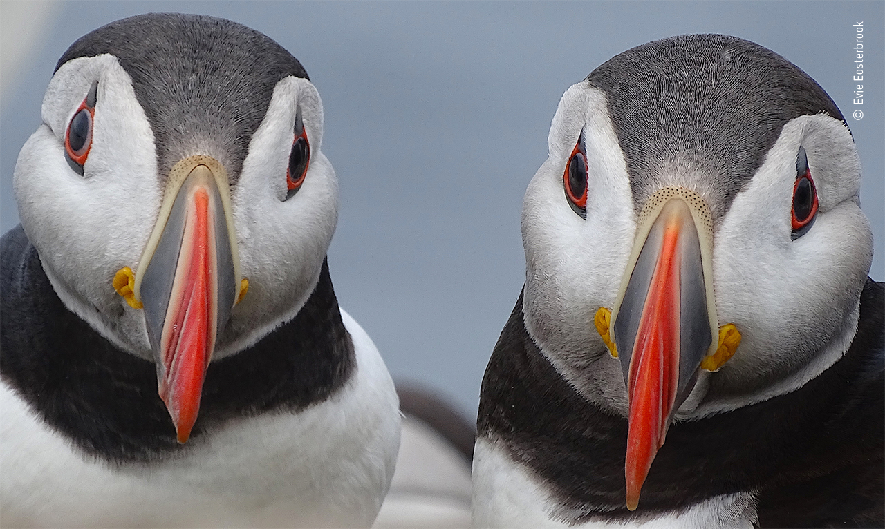 Wildlife Photographer of the Year