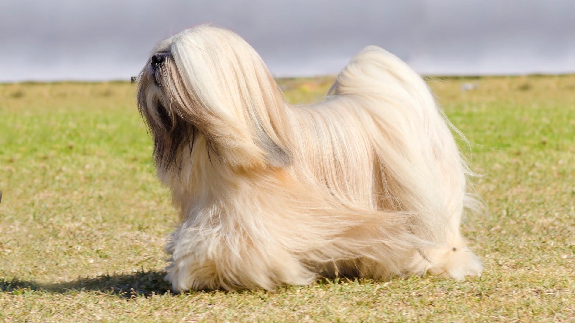 Long silky haired Lhasa Apso dog