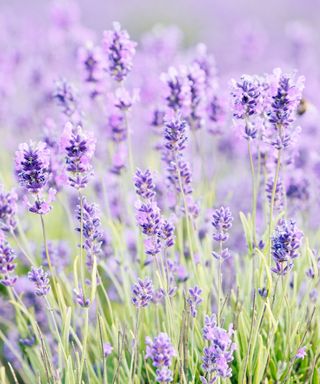 A close up image of lavender growing