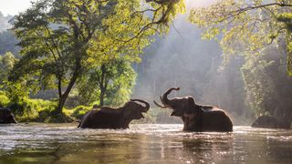 Asian elephants in Thailand play in the water.